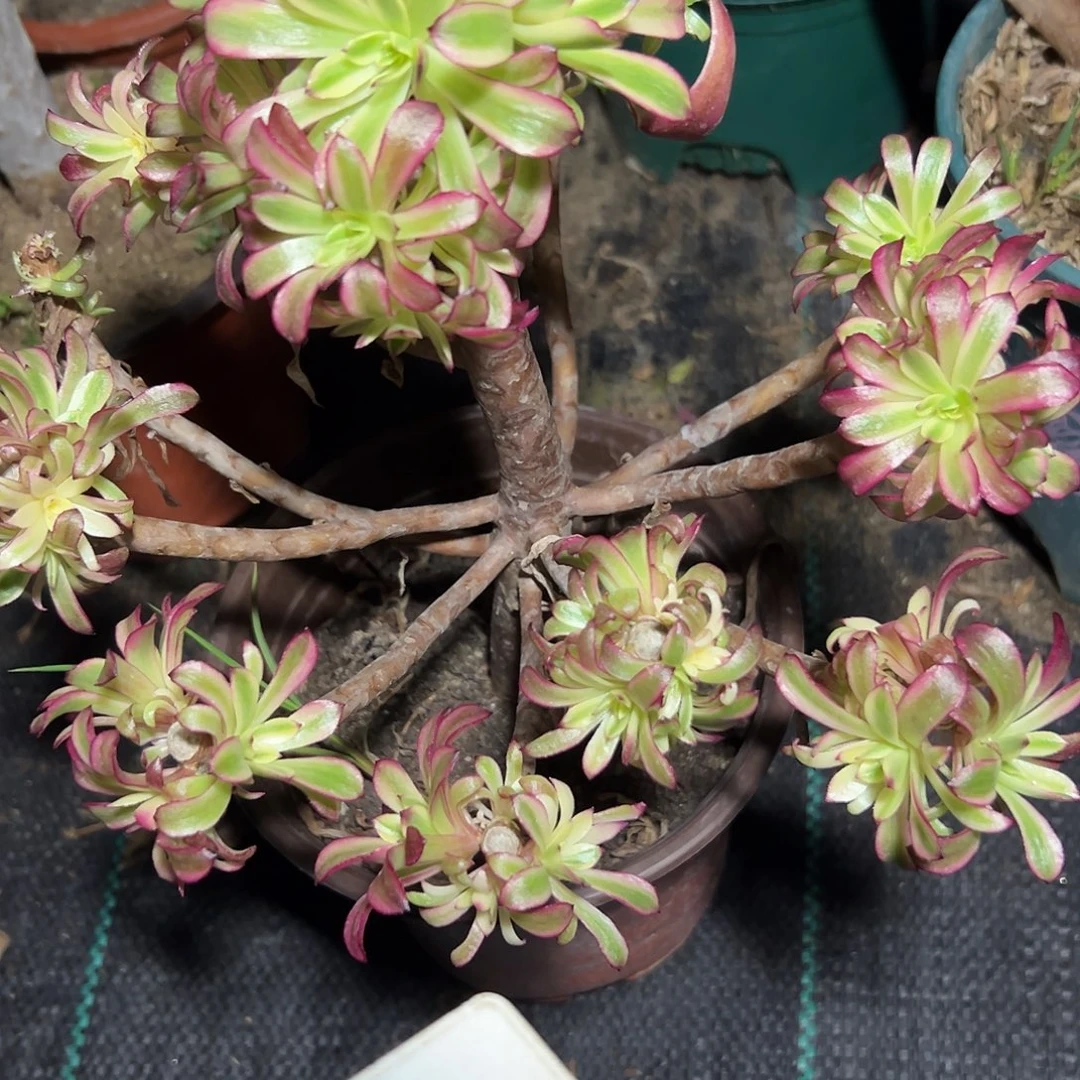 温***吖多肉108植物美肌法师