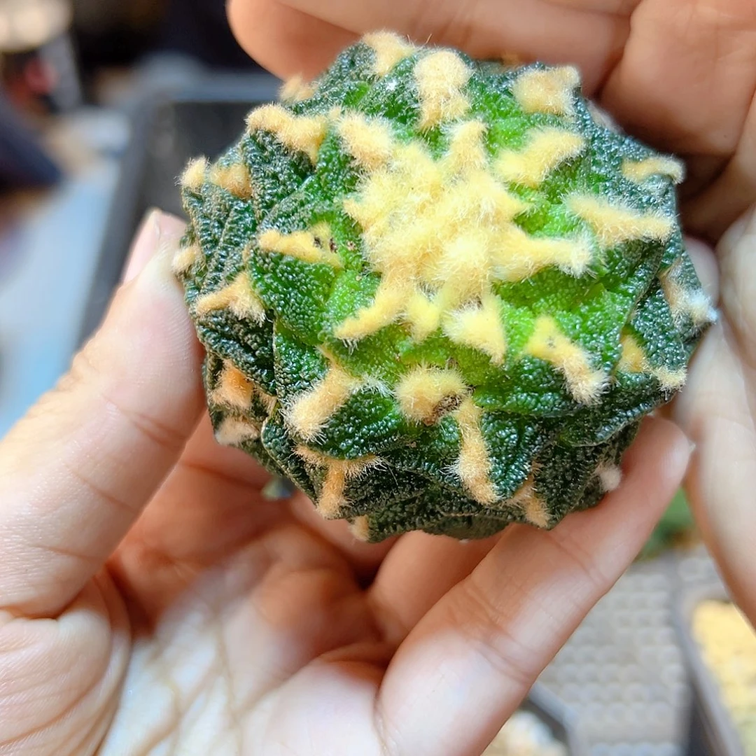 自根辛盾牡丹6公分根芽