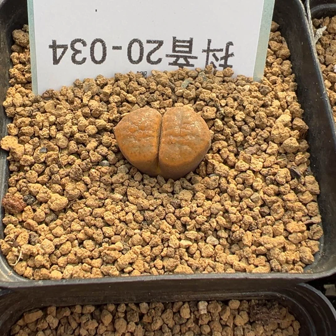 20-34肉锥多肉植物大战