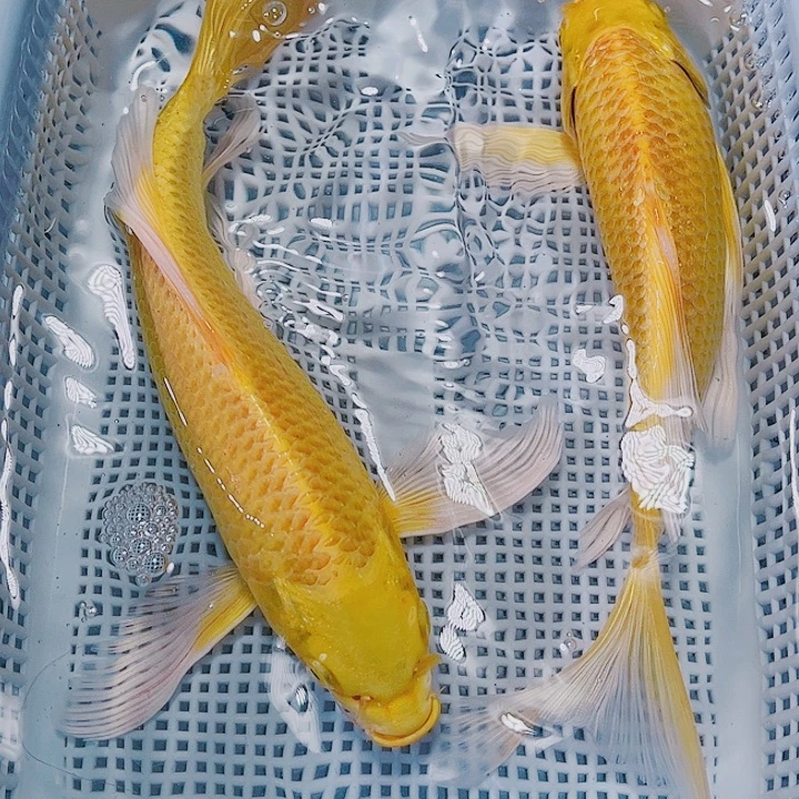 (三)2条黄金17-20公分红白三色德系锦鲤观赏鱼