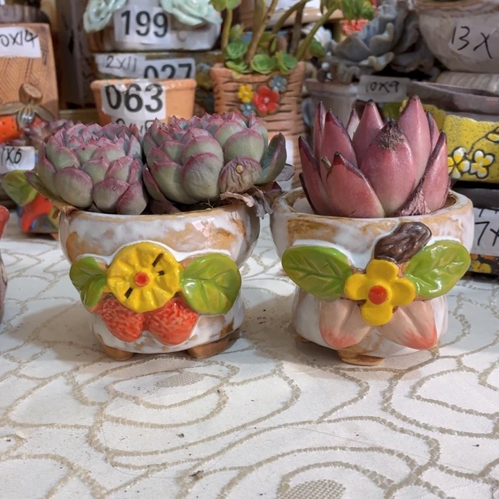 多肉花盆满15包邮