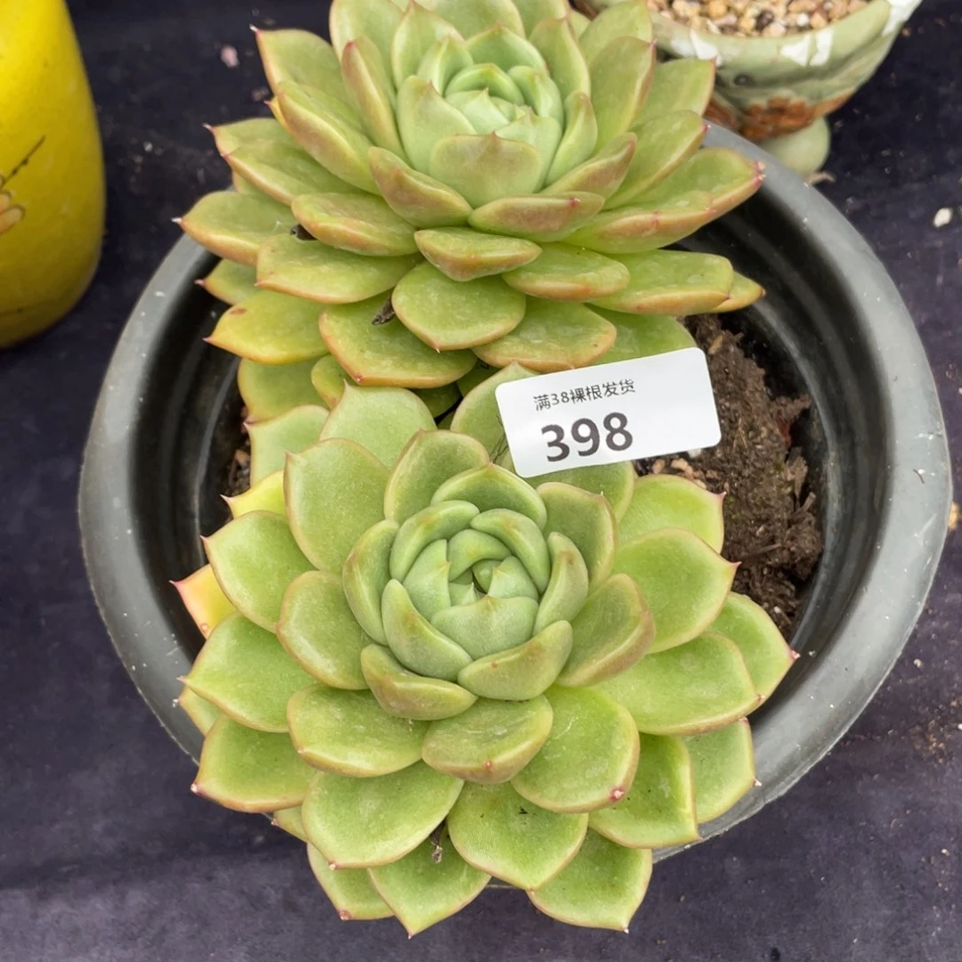 启***｝白玫瑰双头多肉植物一物一拍