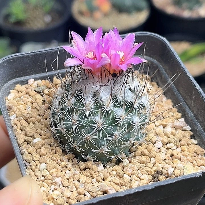 我***瓜红霉殿实生球一颗一物一拍