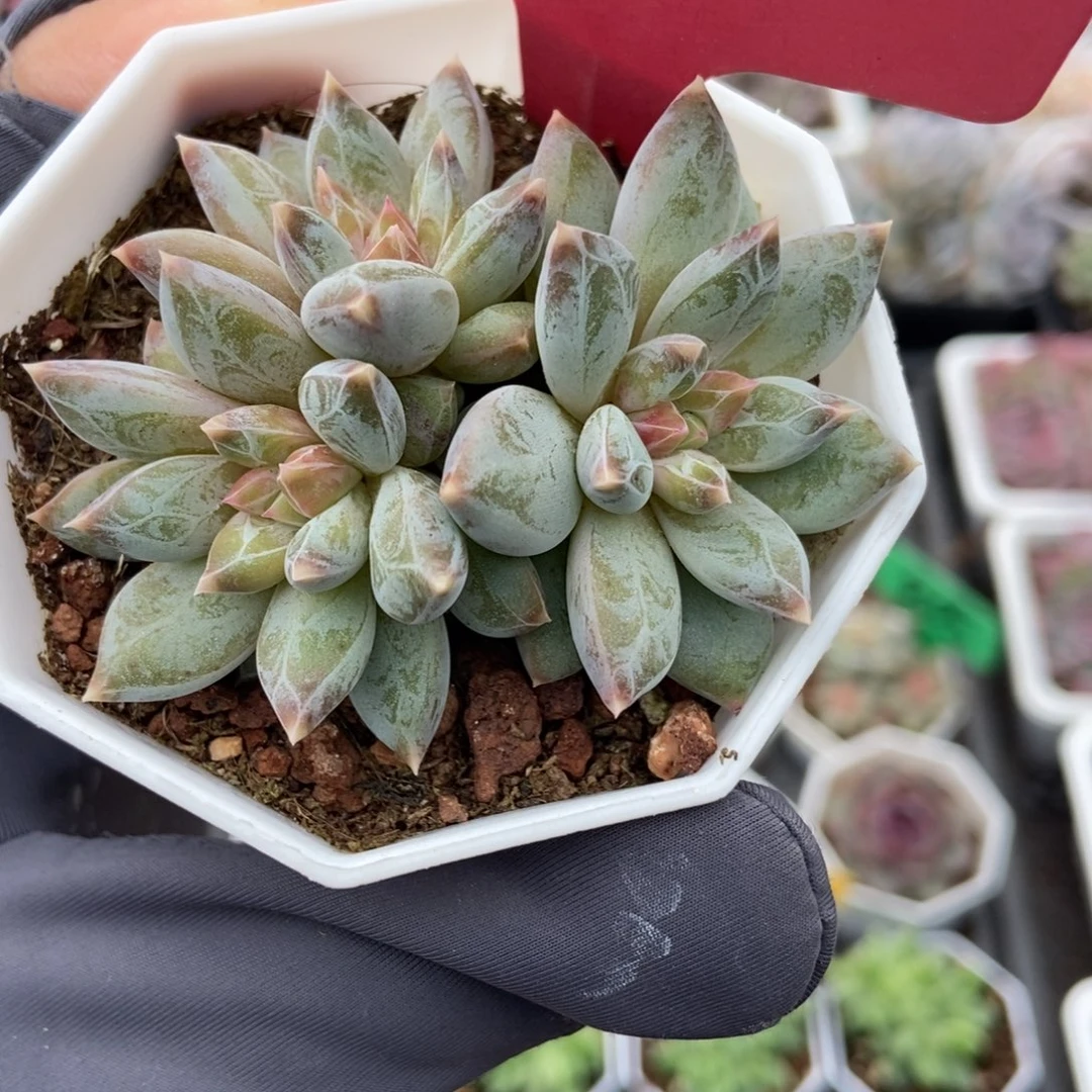 253伊丽莎白多肉植物