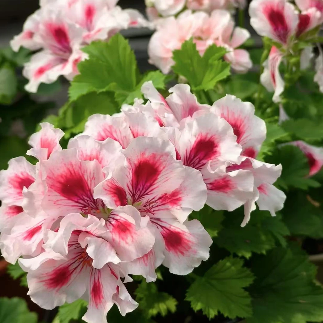 阿兹特克蝴蝶梅大花天竺葵室外施肥生长植株使用夏季修剪