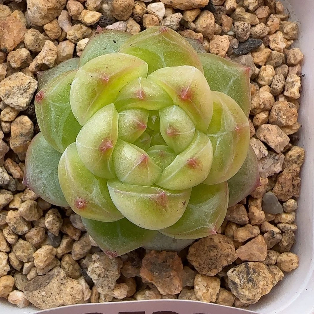 【满29包邮非偏远】224