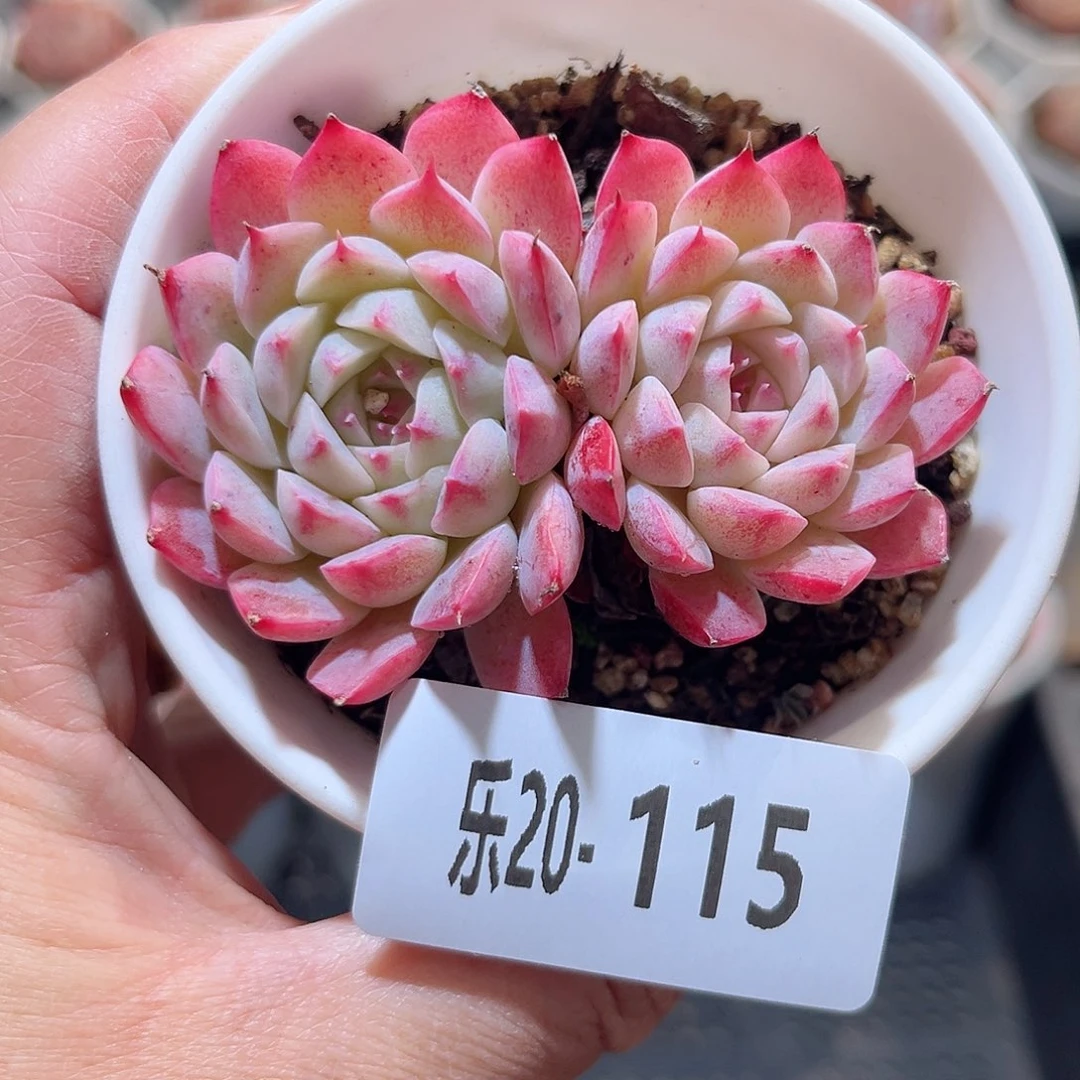 乐20-115 麻薯双头