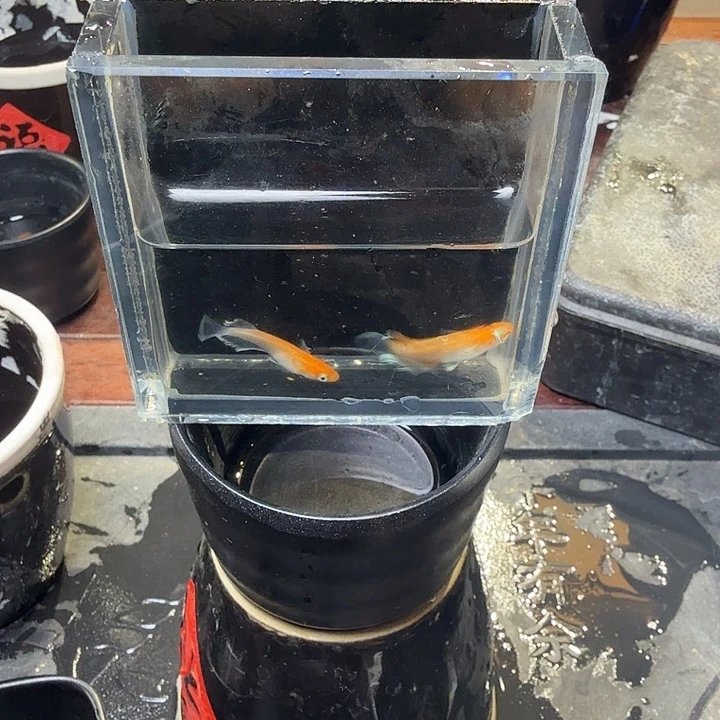 青鳉鱼16号拍品红赤壁