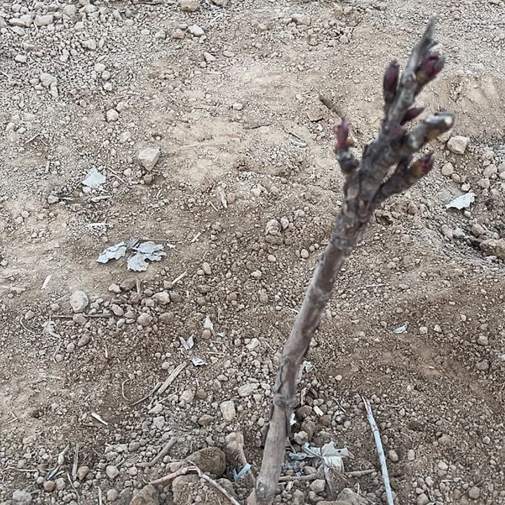 种***花完全开放花王中颗