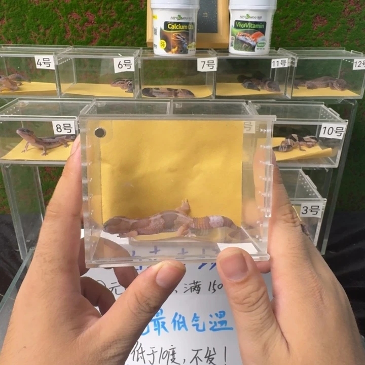 肥尾守宫奶橘，0元开整