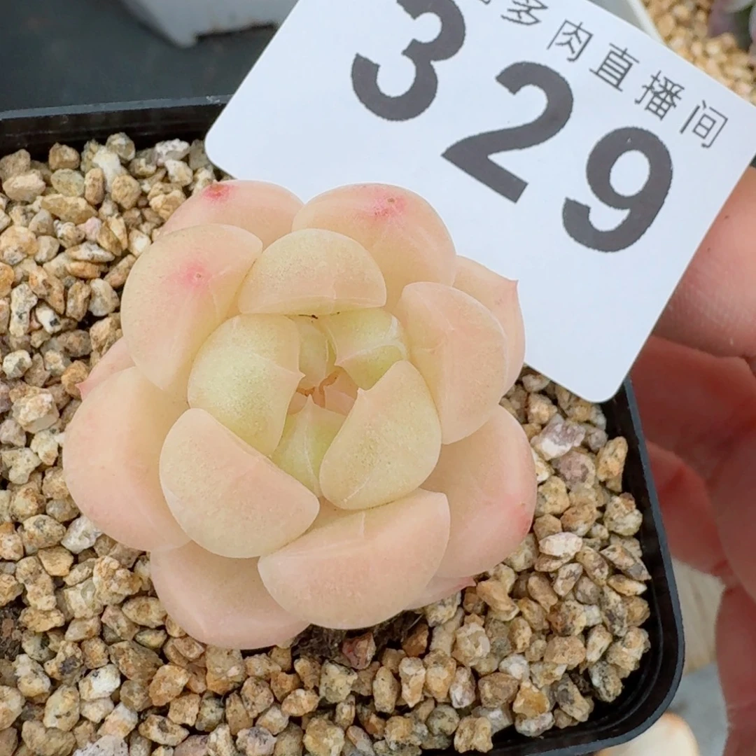 倾城珍妮专拍            精美多肉植物