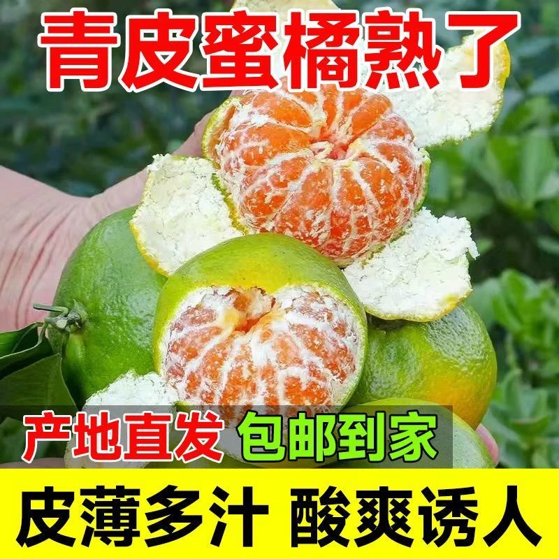 【老品种】现摘青皮无籽蜜橘新鲜皮薄当季水果酸甜多汁适合青皮橘子