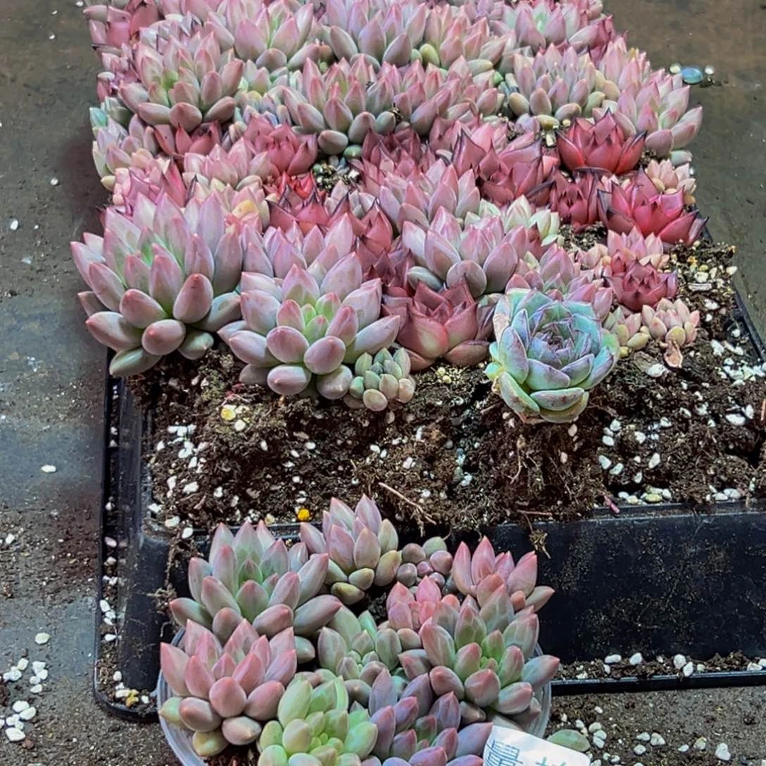 056多肉量拍一盒保底10颗