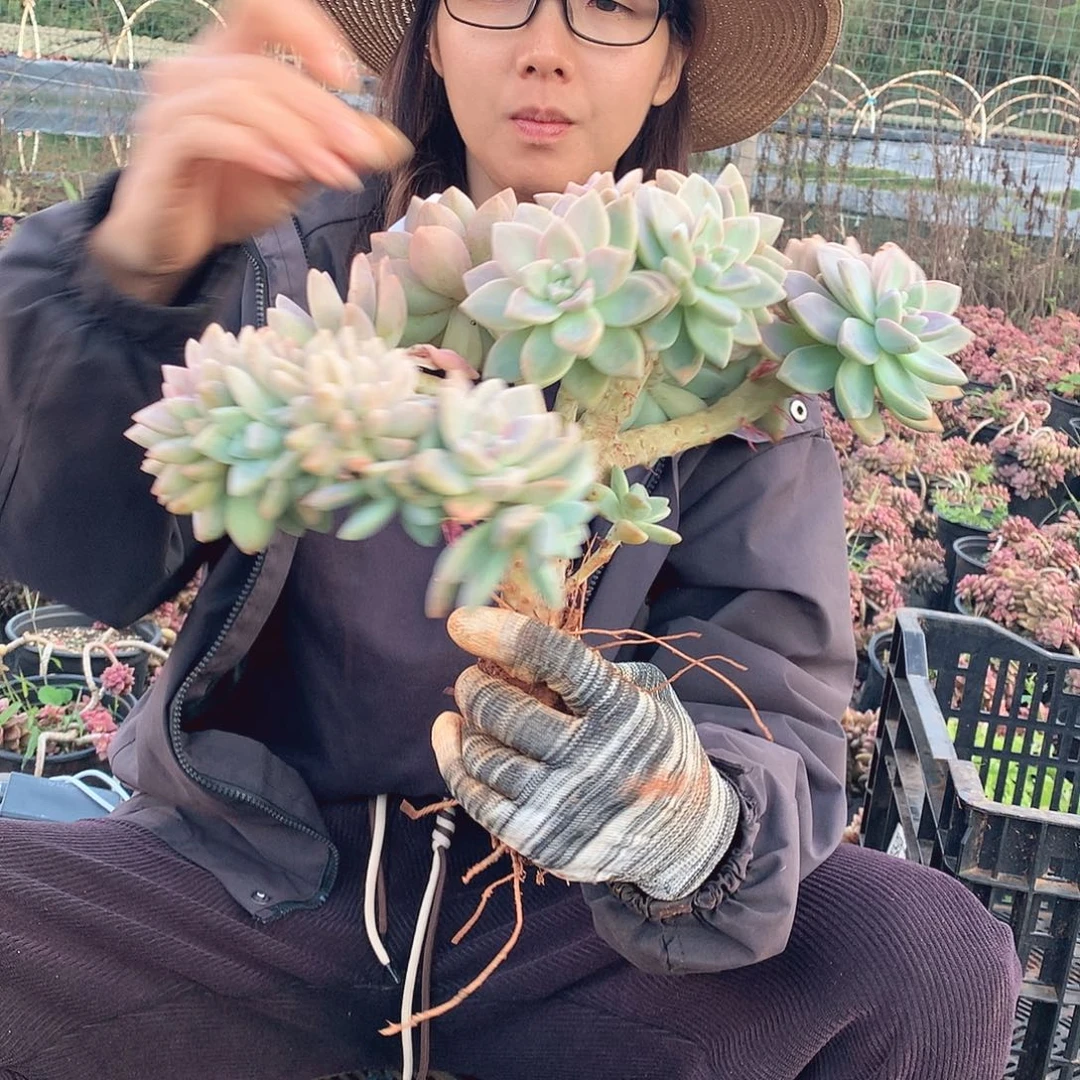 561 淡雪缀 一物一拍