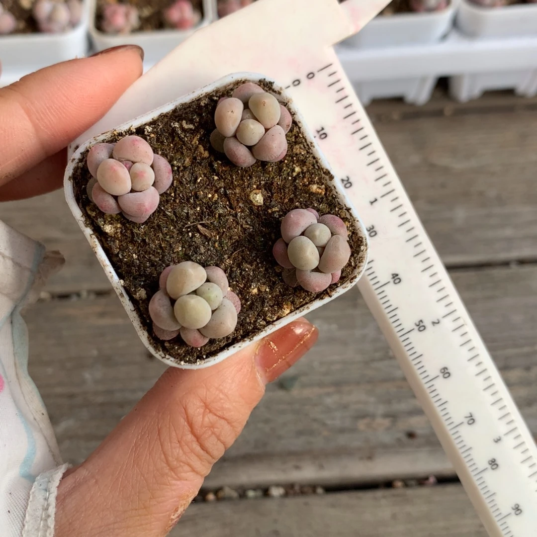 黄油球带盆带土发货哦