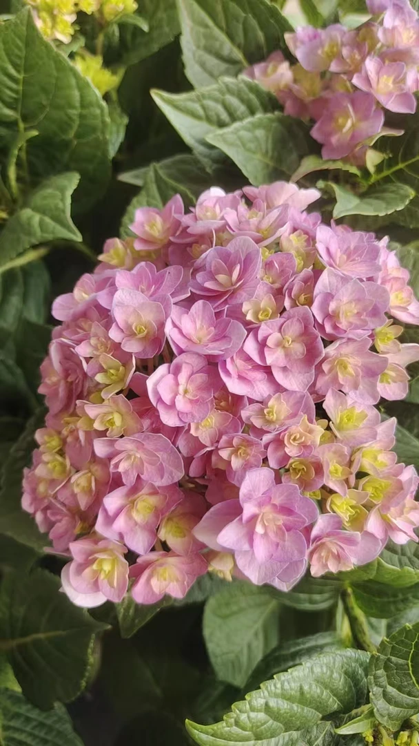 太阳神殿—露天基地老苗原盆原土耐寒耐热直立性好