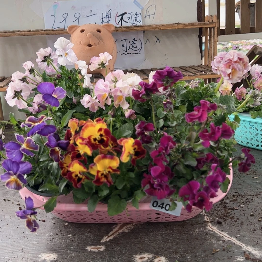 【闪购商品】040号