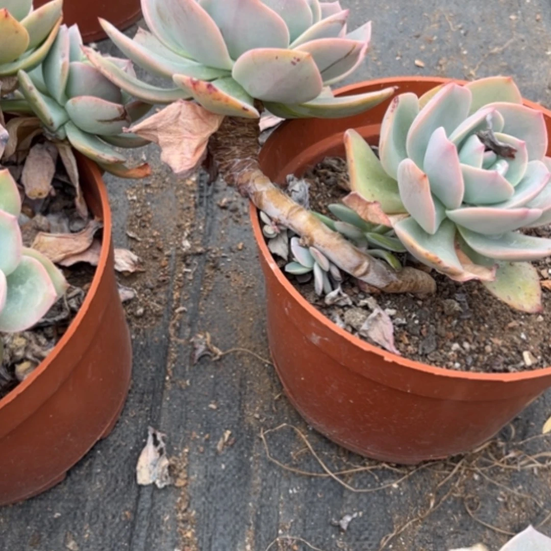 【闪购商品】有****?白凤