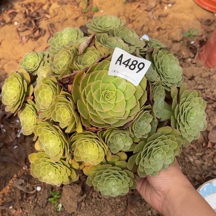 万圣节多肉植物489.