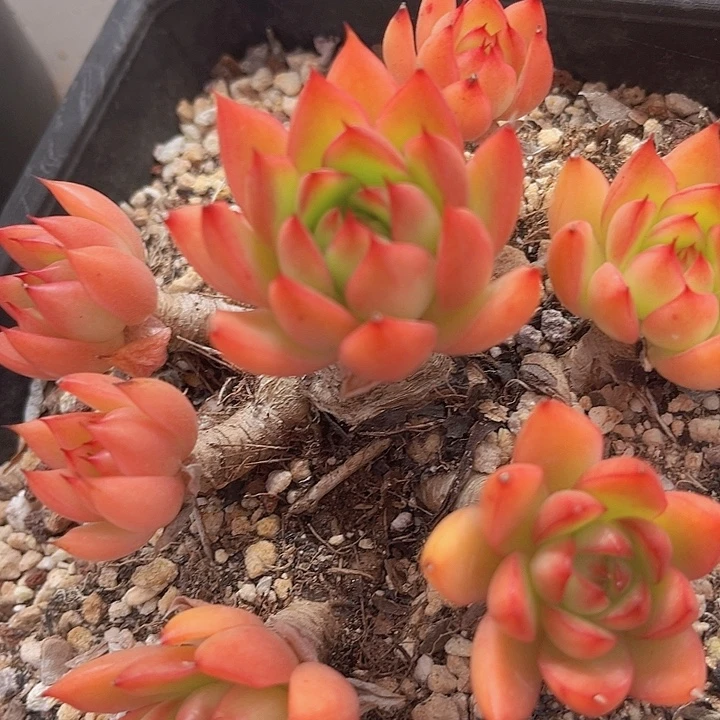 东云杂0991多肉植物