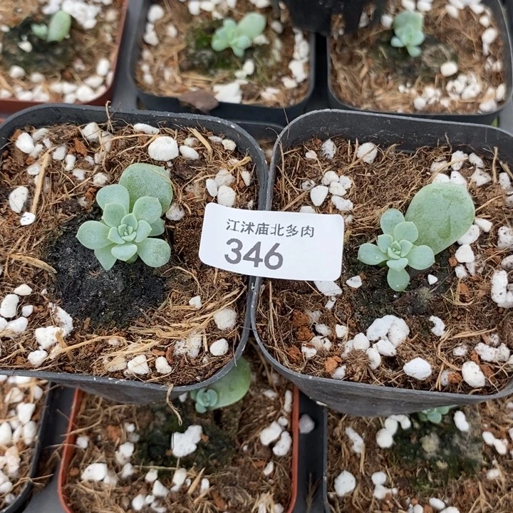 标346竹马一个多肉