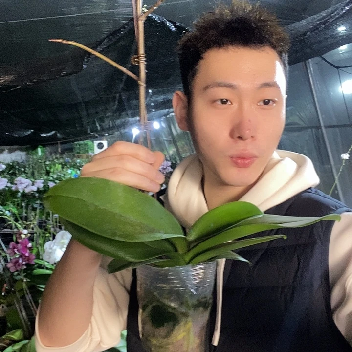 无花朵拉丁舞裙蝴蝶兰