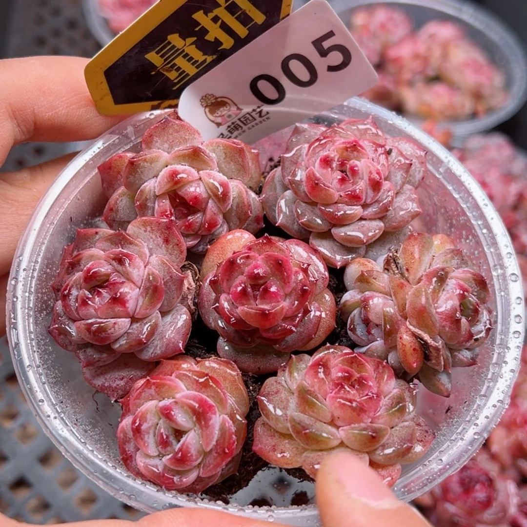 多肉植物多肉植物