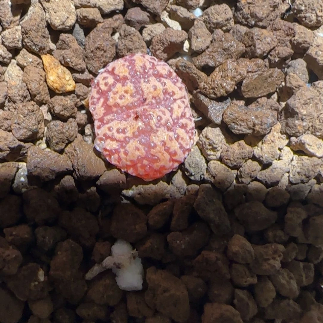 肉锥多肉植物组合-泡泡勋1030