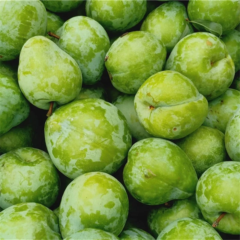 【本地奈李现摘现发】新鲜青奈李现摘现发脆甜可口当季水果