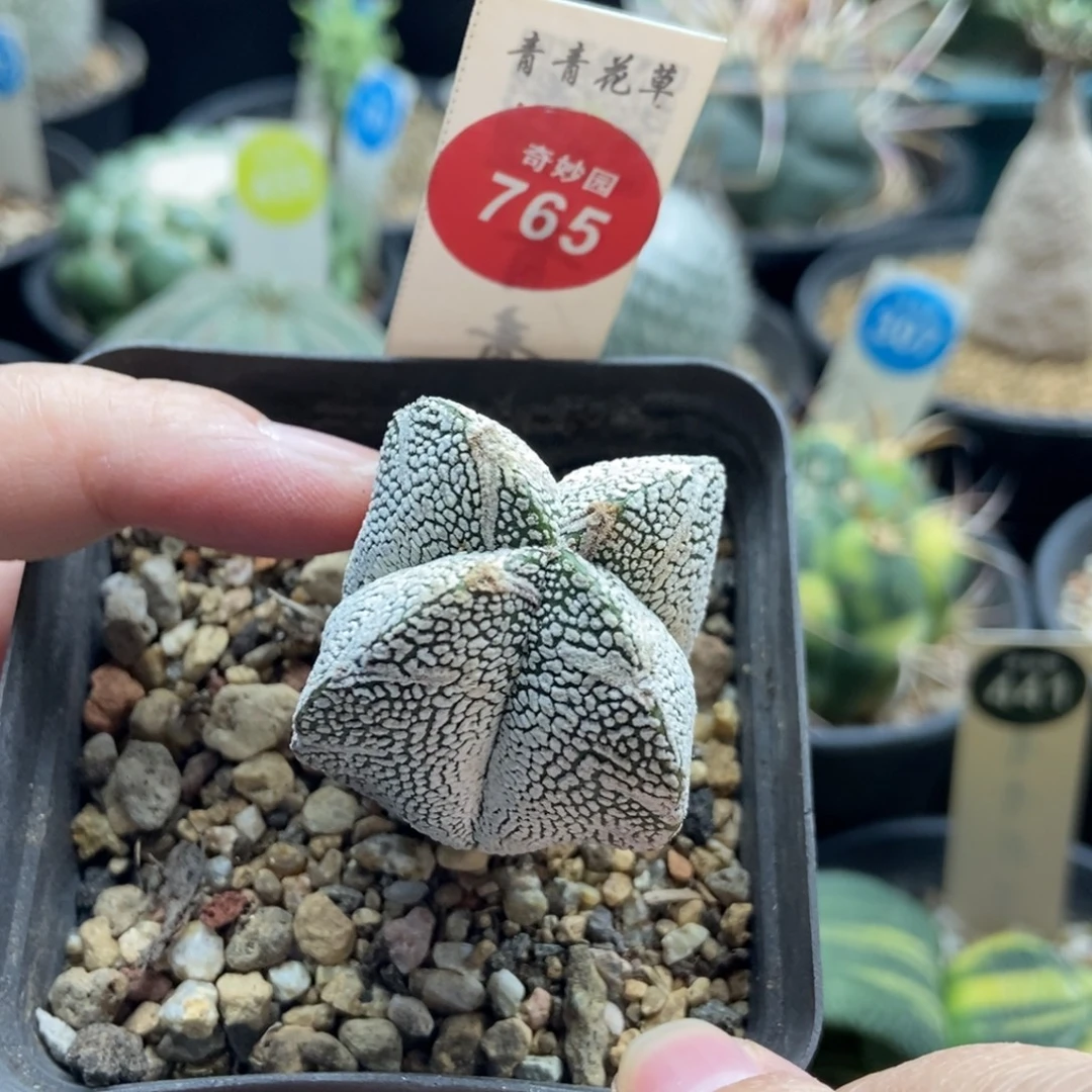 实生四角带V恩冢3.8cm