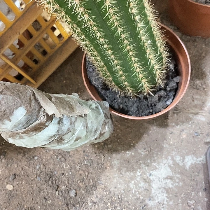 大毛花，高15公分左右