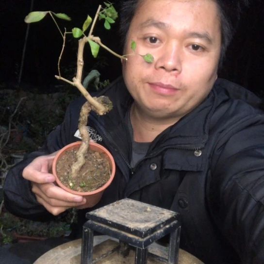 无花朵盆景盆栽植物（不包成活率，不退不换）