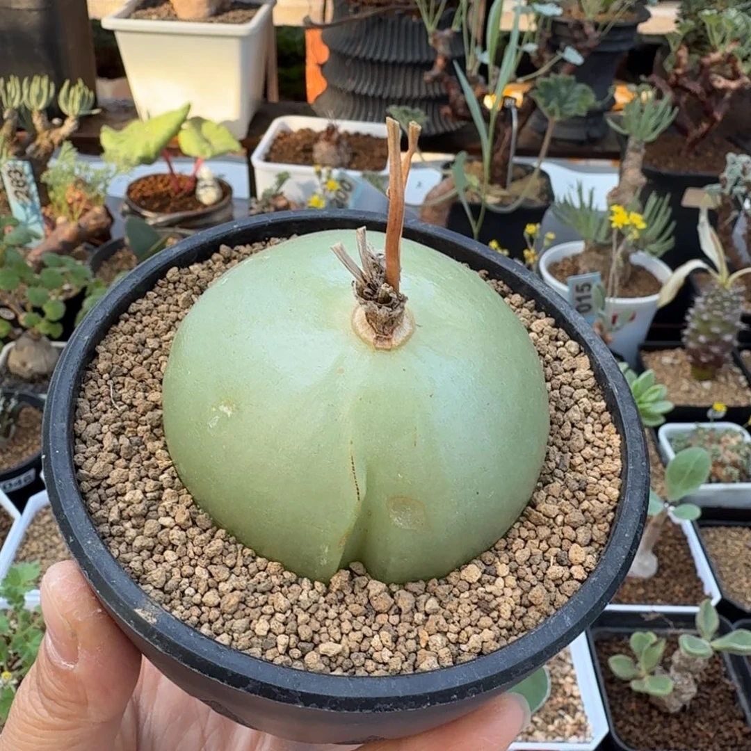 大仓角殿666 仙人球