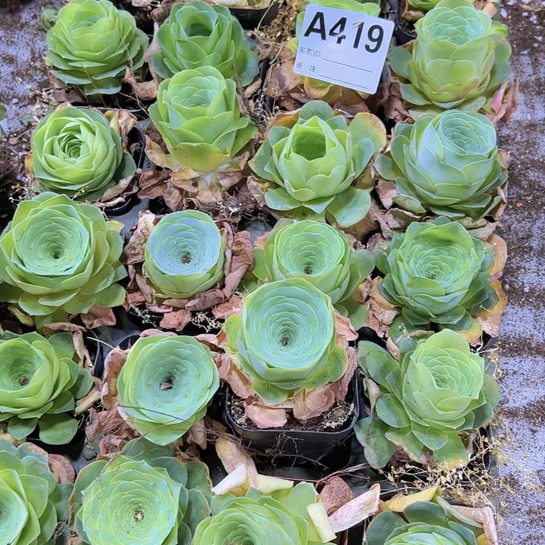 419福利老酒杯19包邮