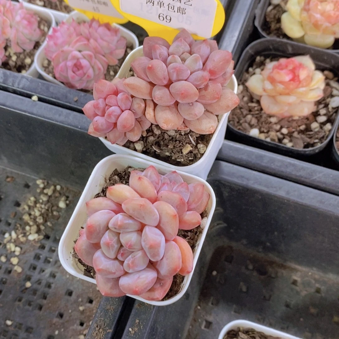 69-精品老桩奶油半夏双头一个