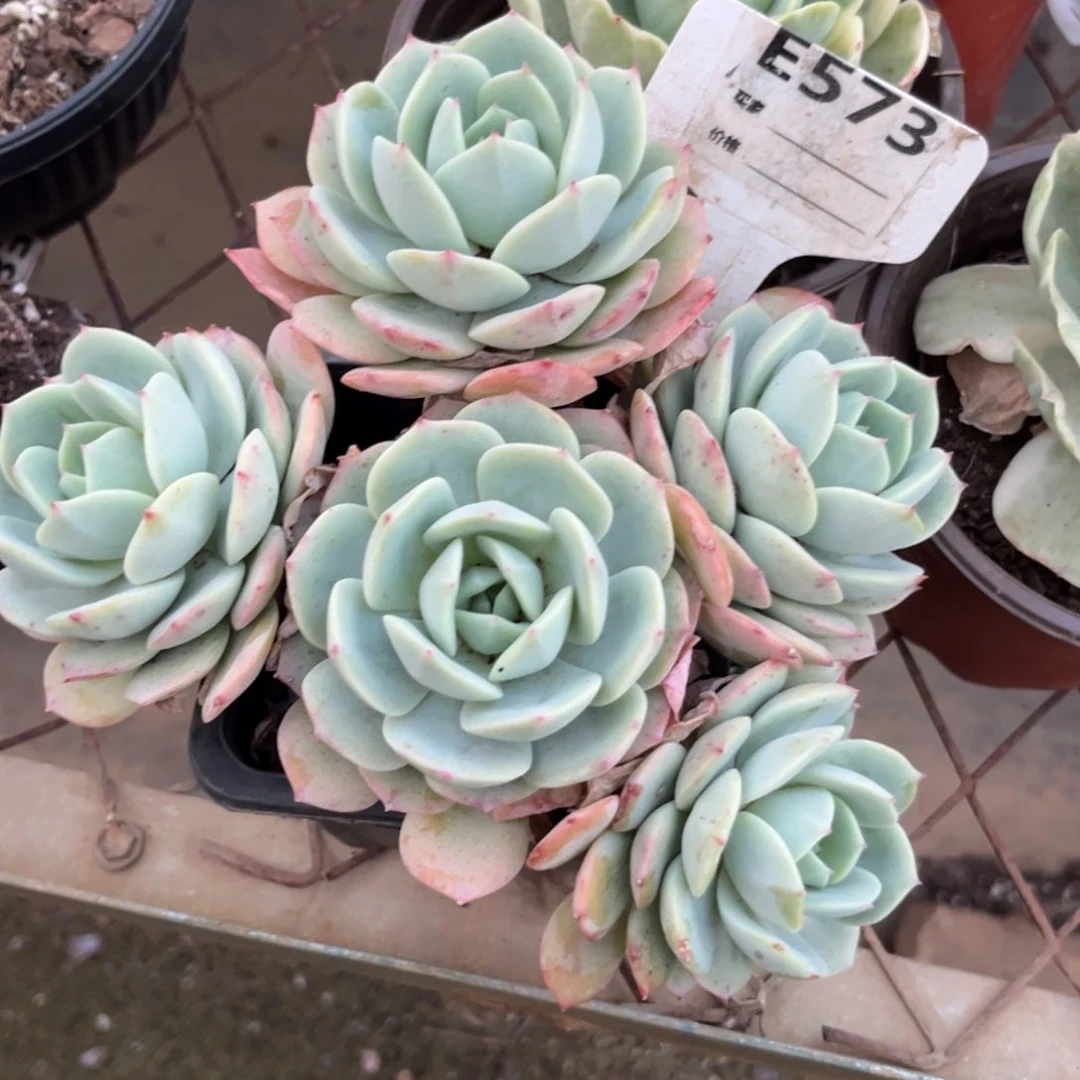 半*紗恋曲多少钱一首歌都573