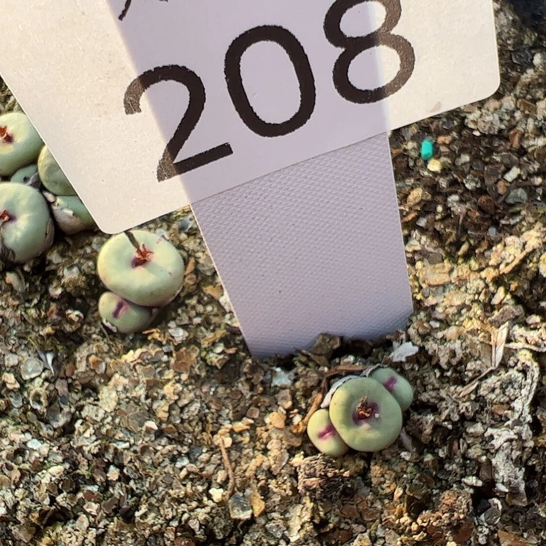 一物一拍z058脱土发。 208