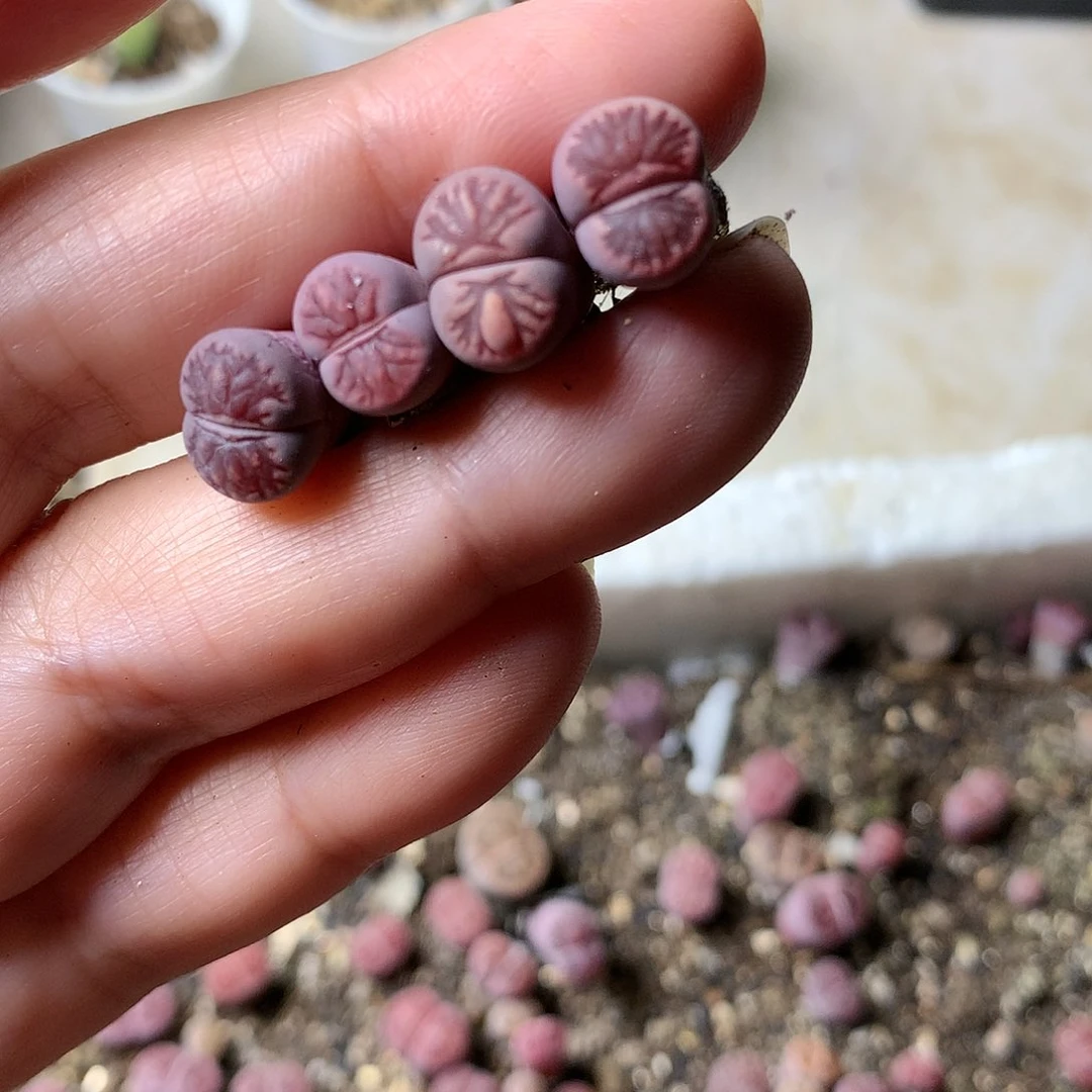 G237多肉植物保护