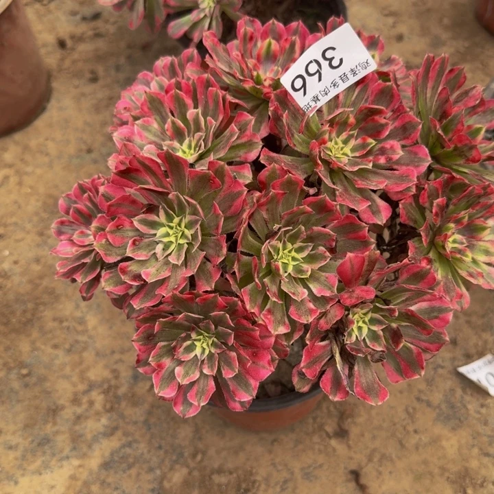 红彤白一物一拍366