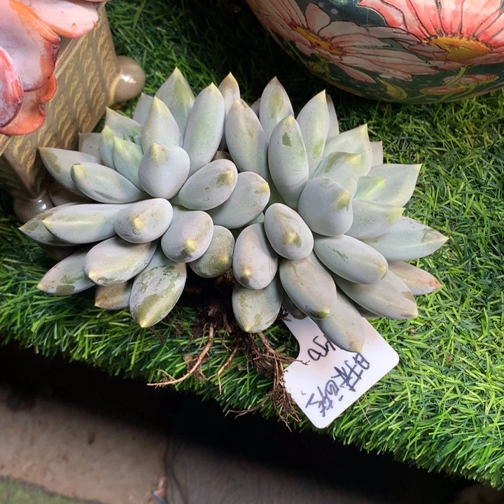 哥特萝莉大双头多肉发货