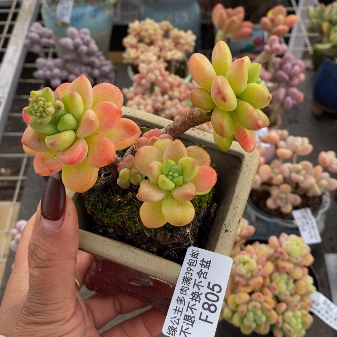 香格里拉805/8c m