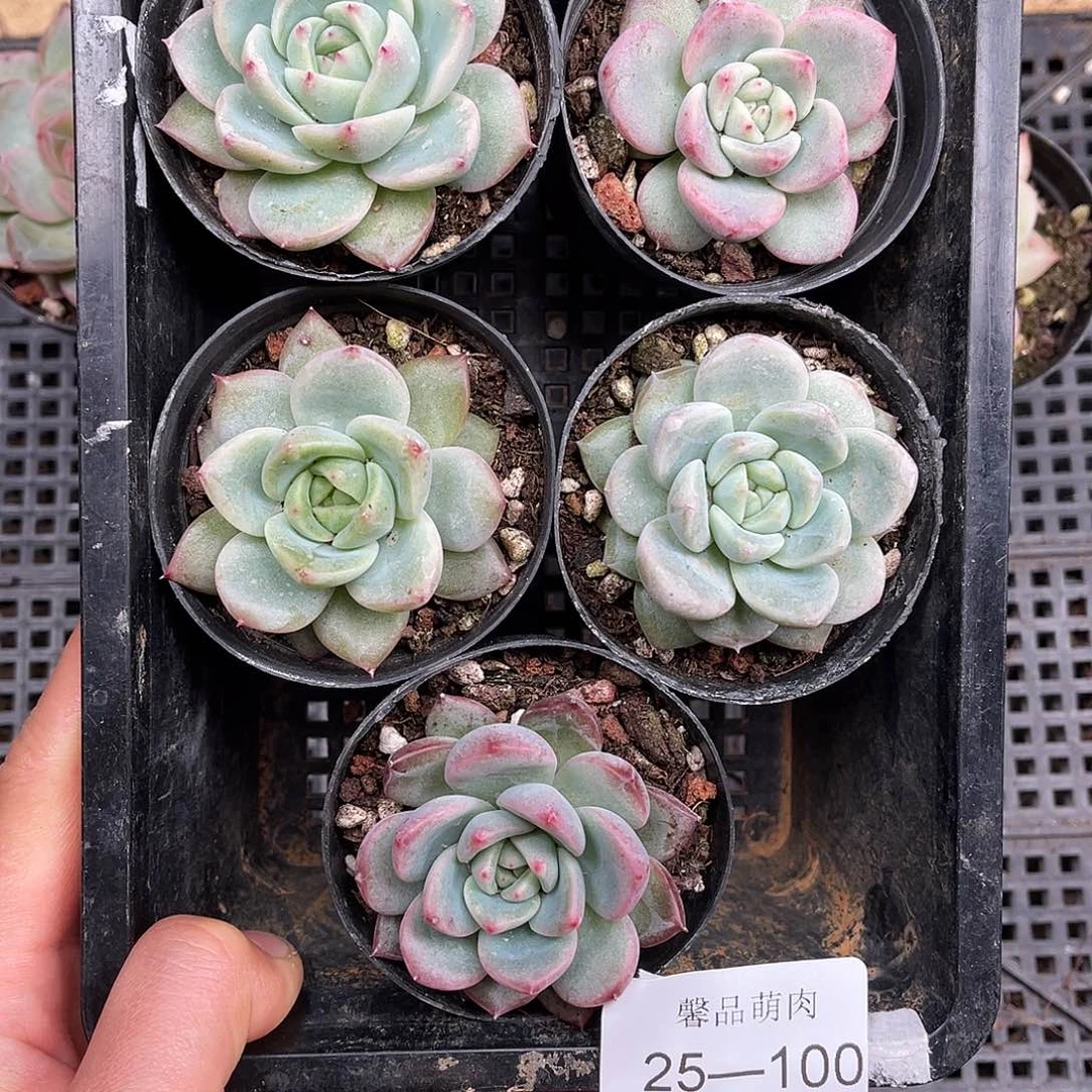 多肉一物一拍25-100