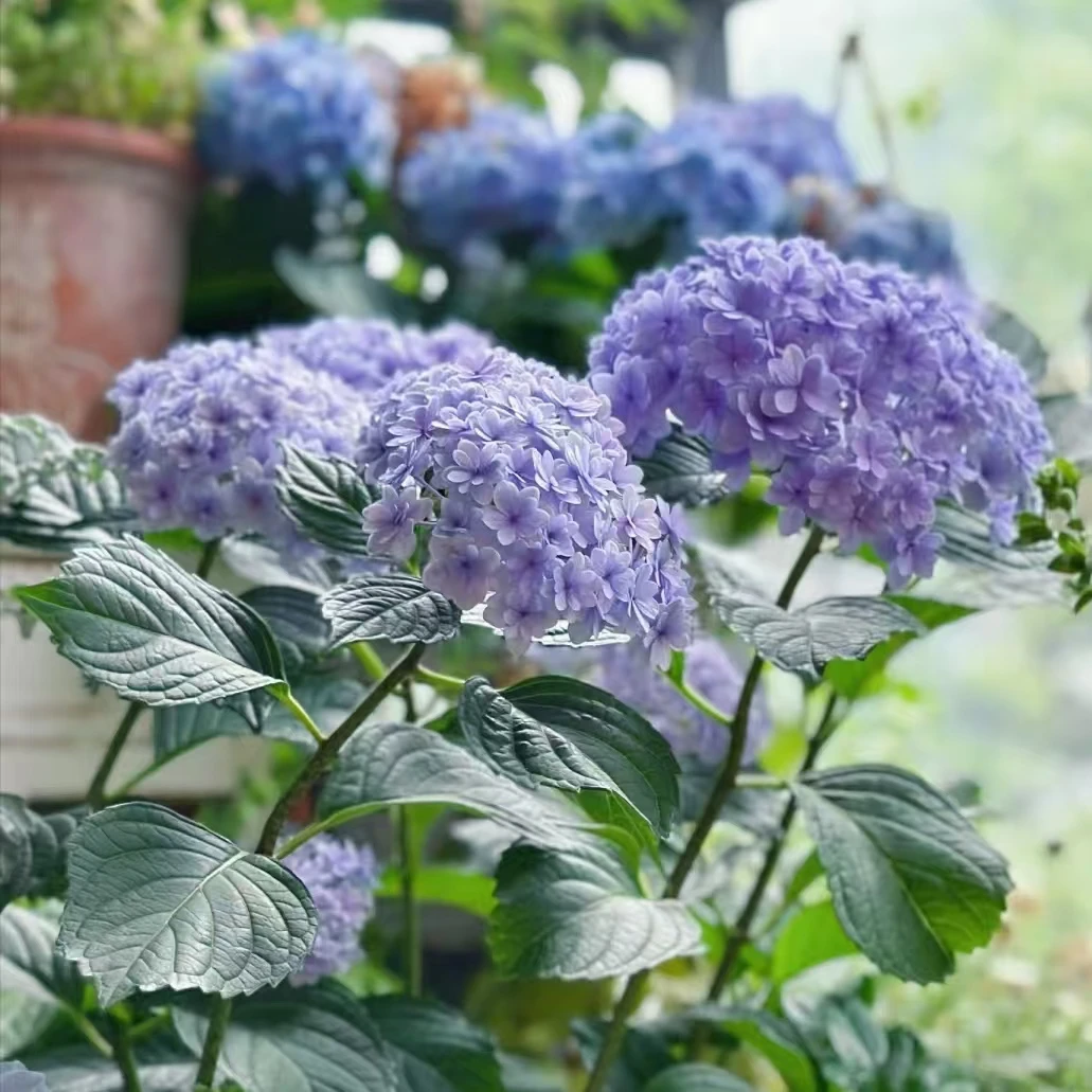 花手鞠绣球花盆栽庭院阳台新手易养护喜水植物