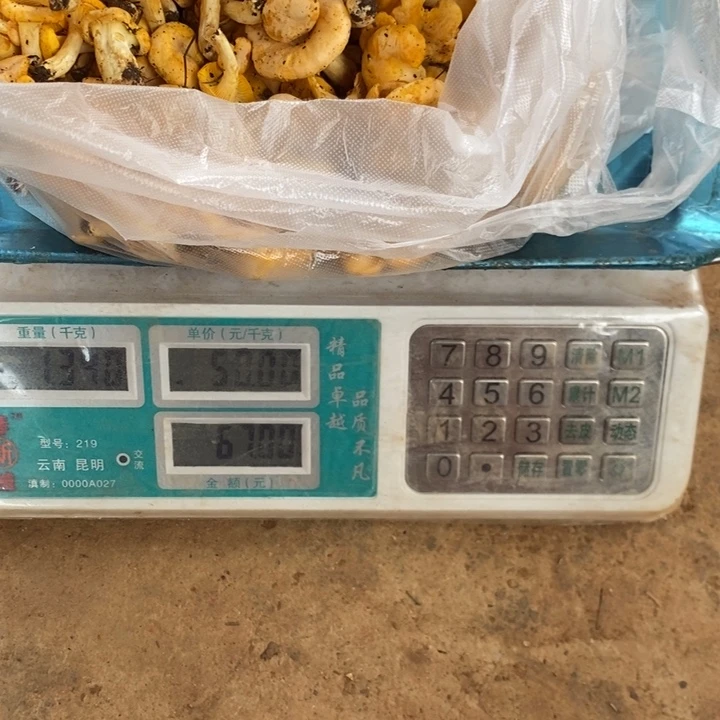 窝***草大陆中国云南省石屏县中国大陆