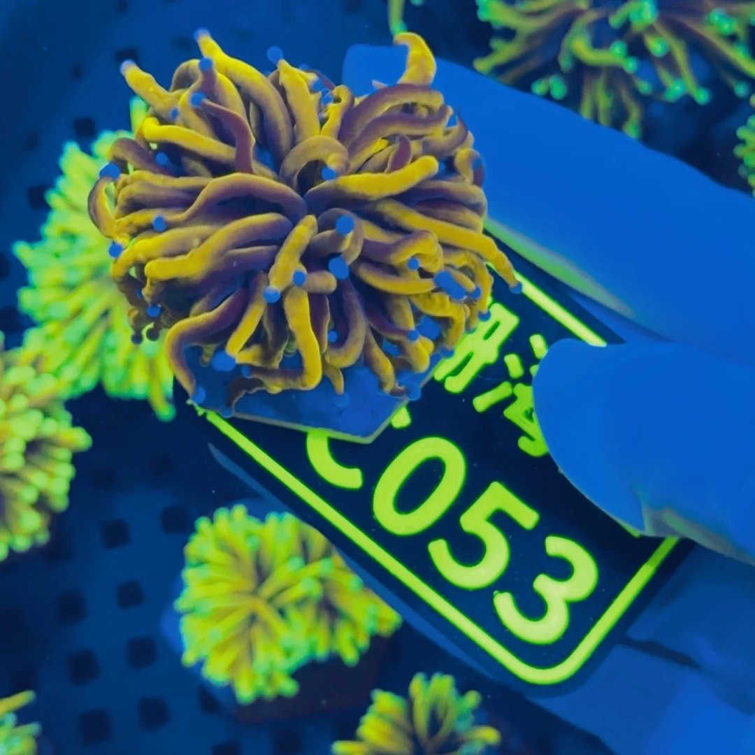 囧***材纽扣珊瑚晓晓不包邮假澳金C053