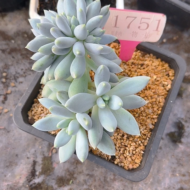 胖体哥特缀化1751多肉植物