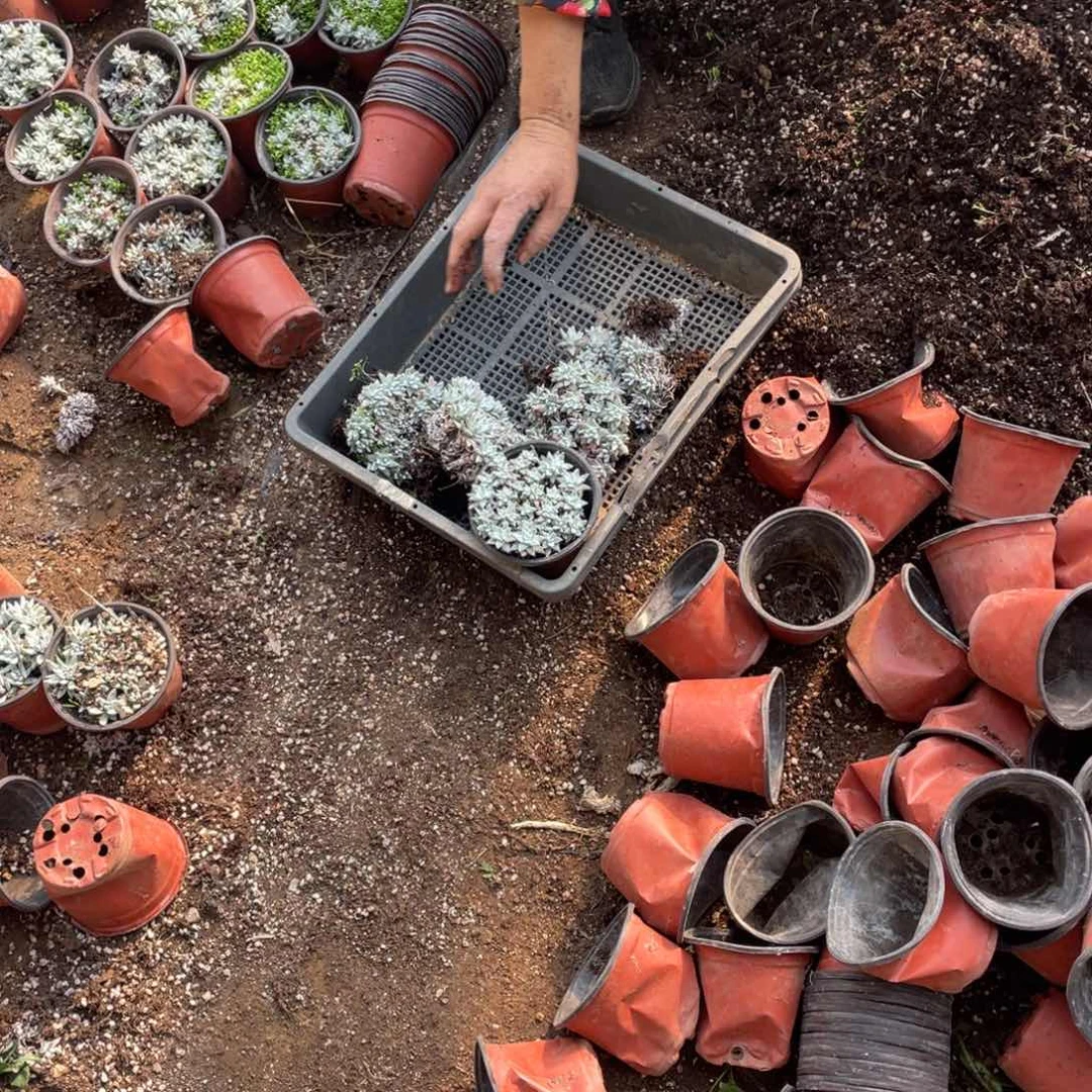 白菊一物一拍一筐不包整
