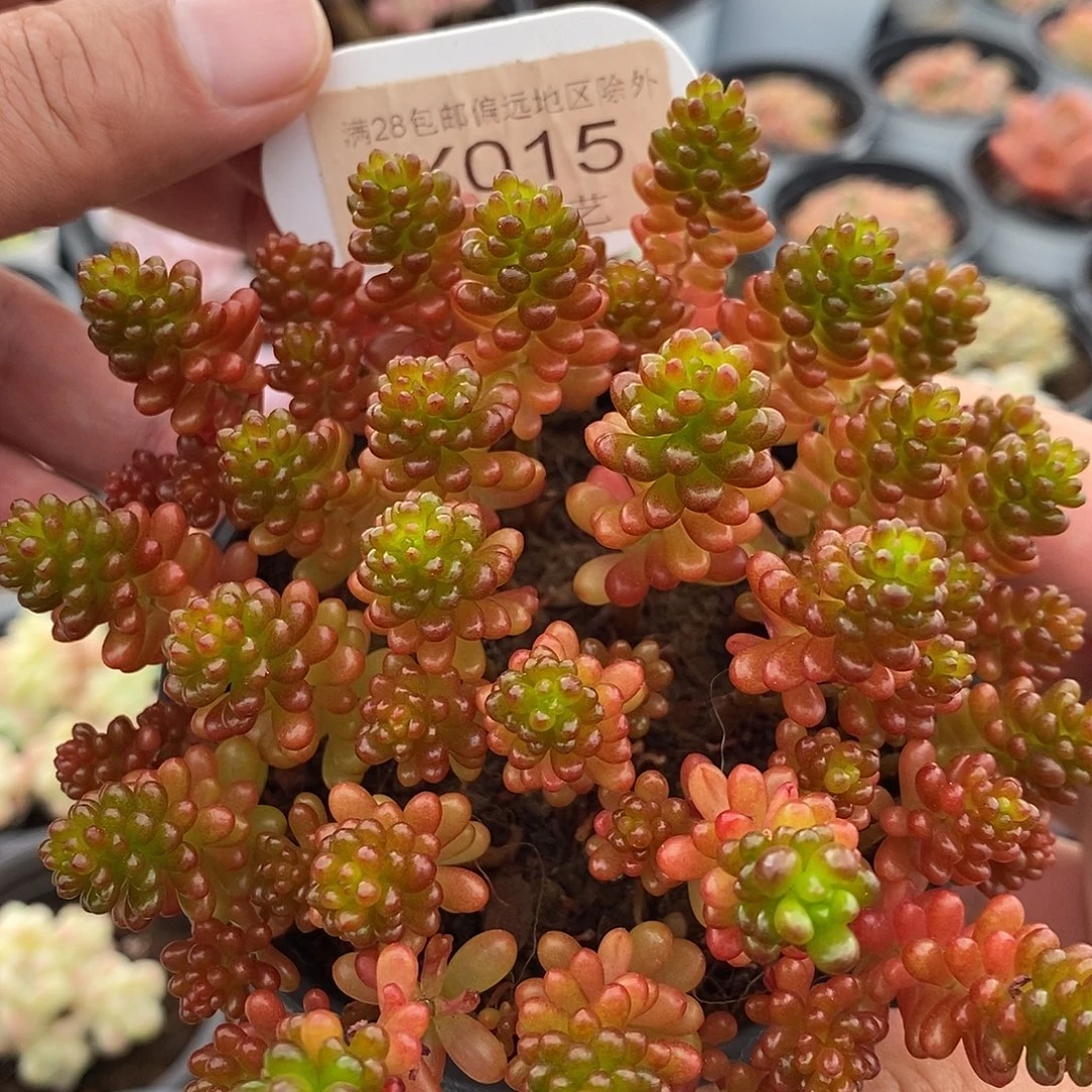 静***在0015 浆果不包整 9cm