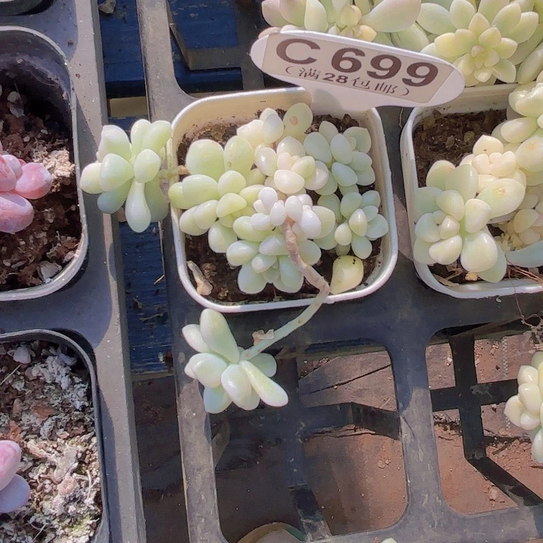 C699丸叶姬秋丽锦一物语拍