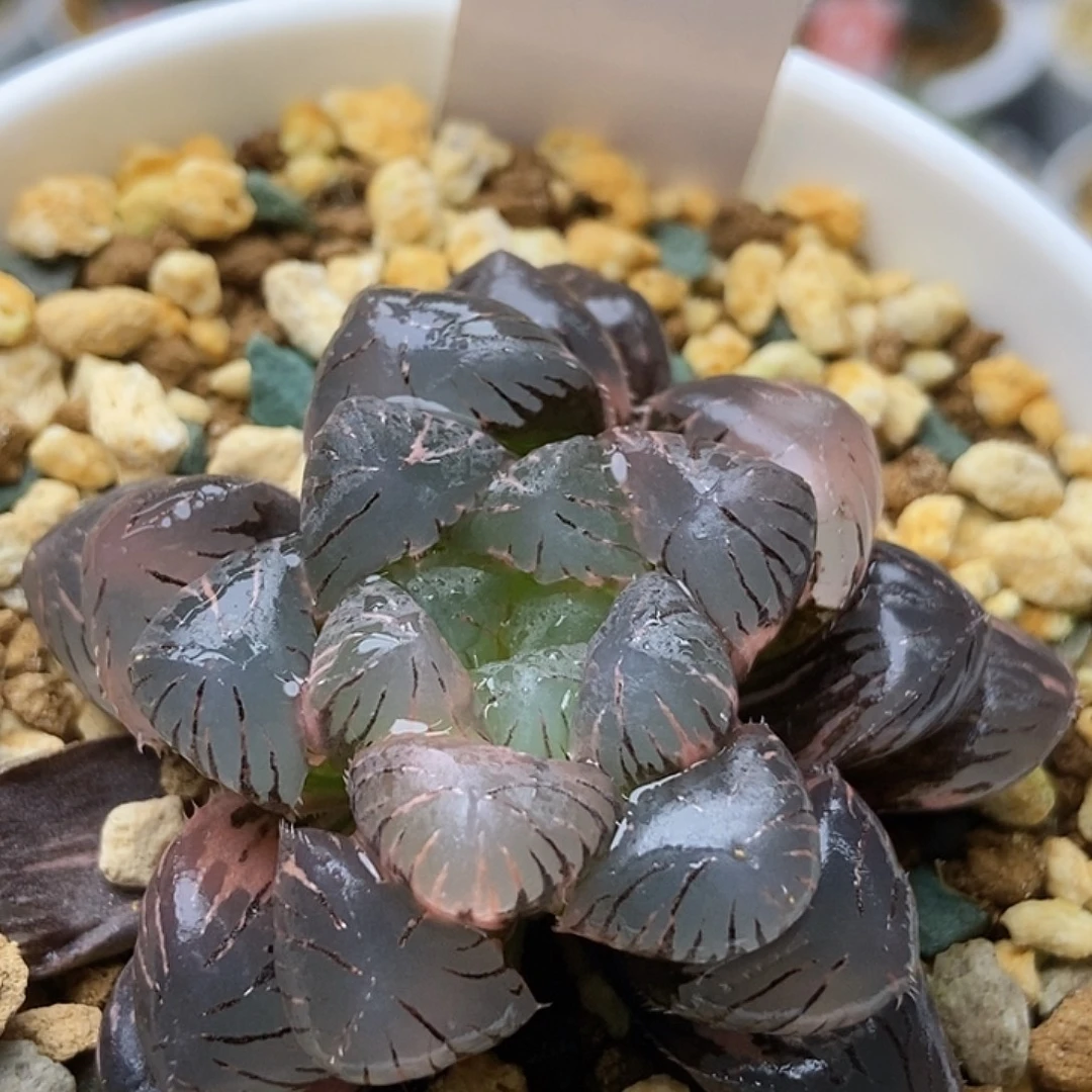 阳***y孔明灯锦51111111111